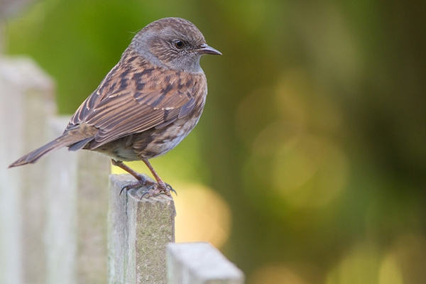 Dunnock on fence.Oct. '14.