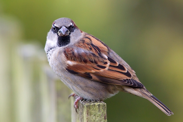 Cock House Sparrow 2. Nov. '14.