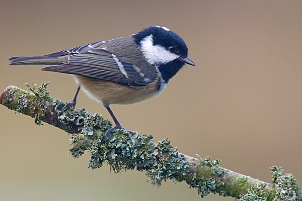 Coal tit on lichen twig. Jan.'15