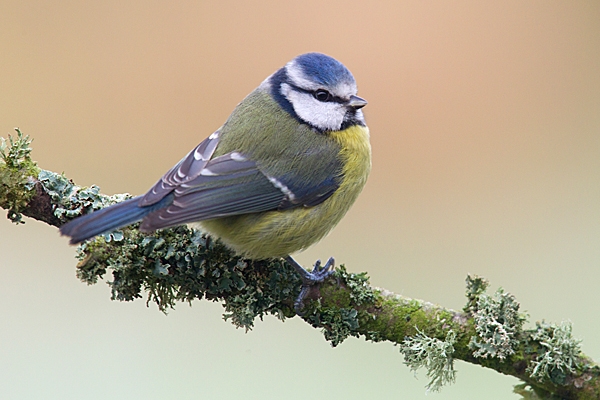 Blue tit on lichen twig. Jan.'15.