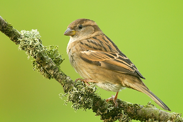 Female House Sparrow on lichen twig. Jan.'15.