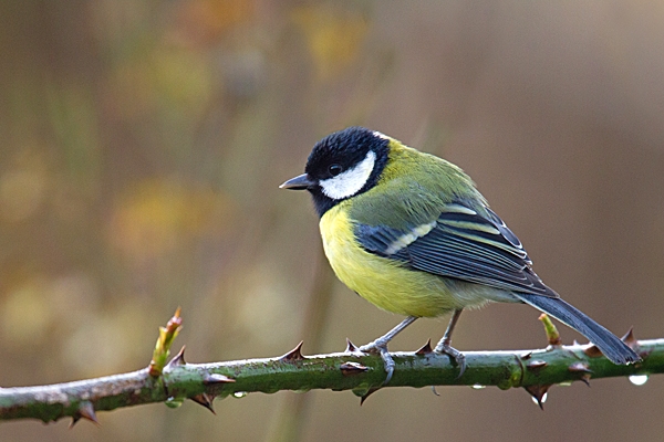 Great tit on rose stem. Feb.'15.