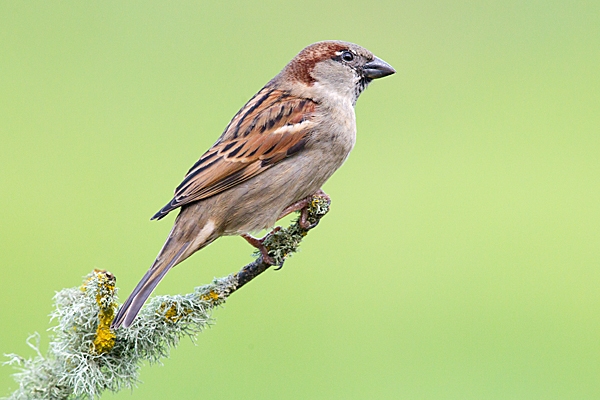 House Sparrow m on lichen twig. Feb.'15.