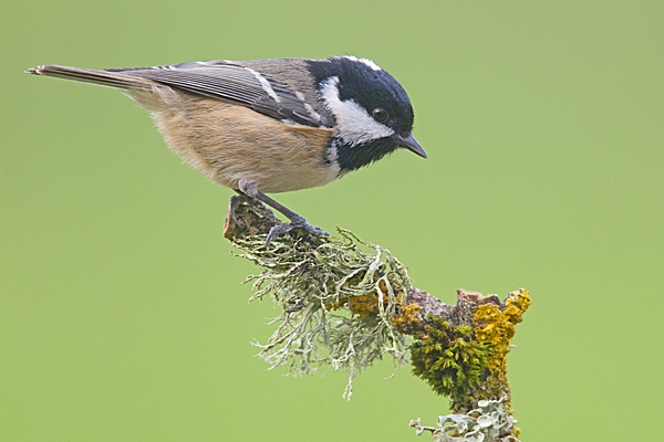 Coal tit on upright lichen twig. Feb.'15.