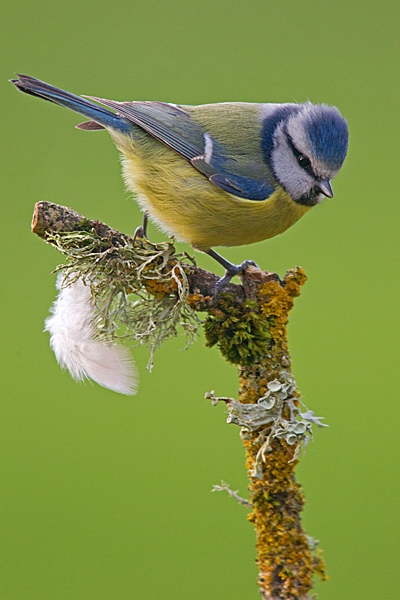 Blue tit and feather. Feb. '15.