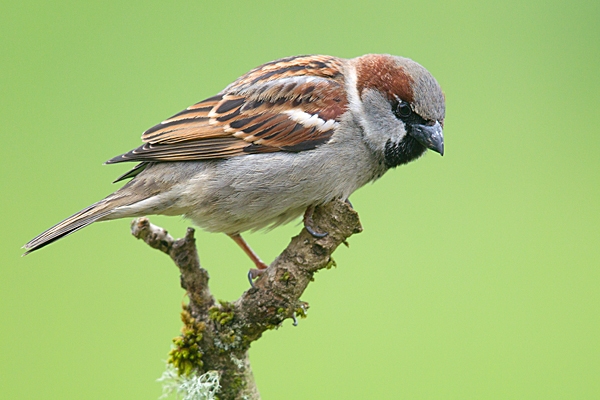 House Sparrow m. Mar. '15.