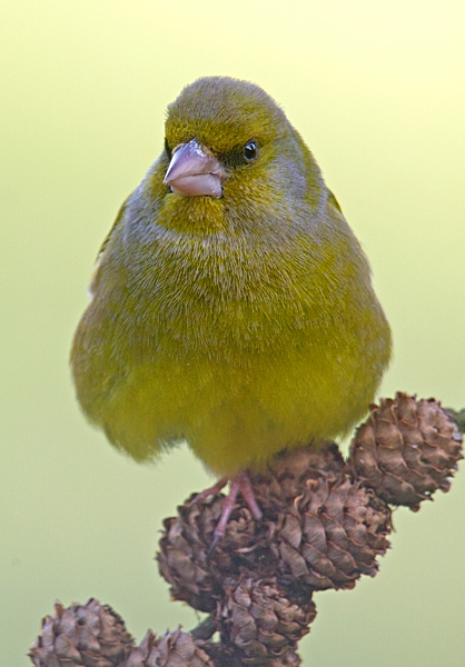 Greenfinch on larch cones. Apr. '15.