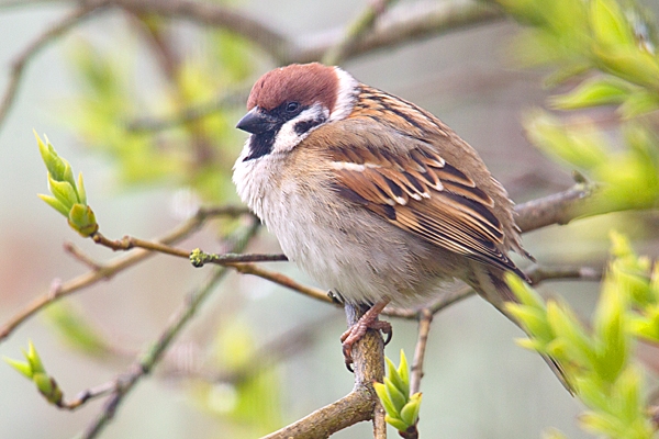 Tree Sparrow on lilac tree. Apr. '15.