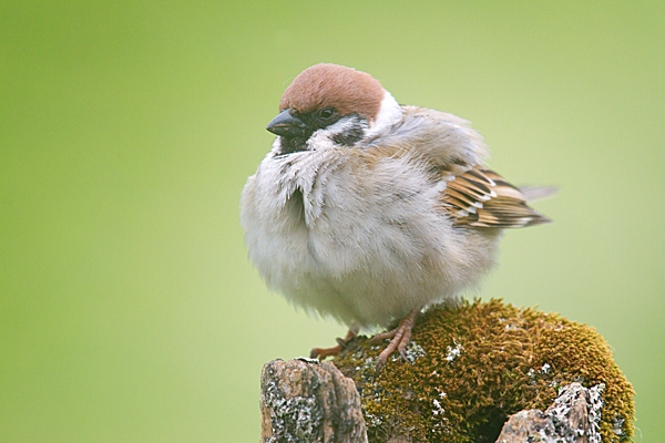 Tree Sparrow,all fluffed up. May. '15.