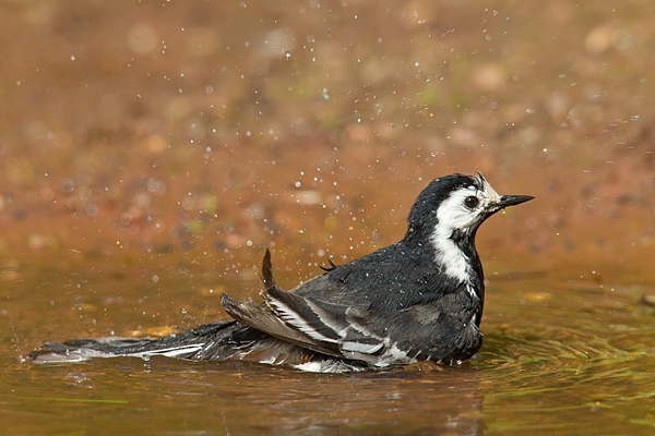 Pied Wagtail bathing. June. '15.