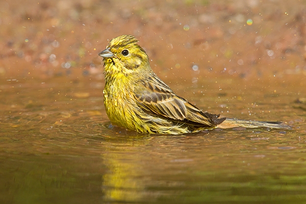 Yellowhammer f bathing. June. '15.