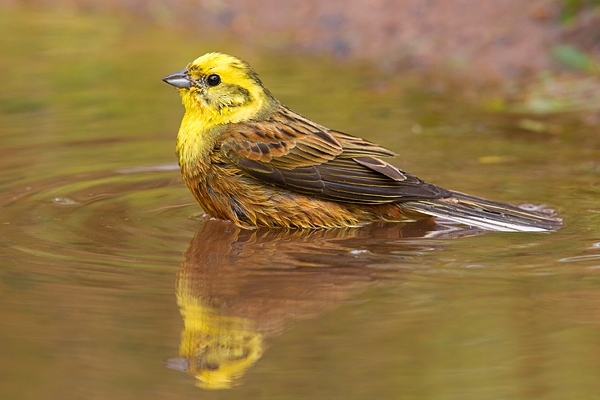 Yellowhammer m. bathing. June. '15.