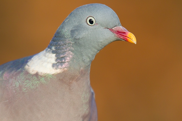 Wood Pigeon Portrait. Dec. '15.