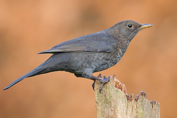 Fem.Blackbird on post. Dec. '15.