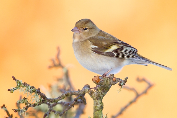 Fem. Chaffinch. Jan. '16.