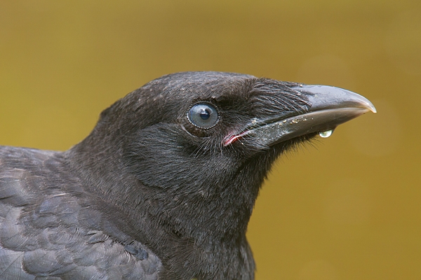 Young Carrion Crow portrait. July. '16.