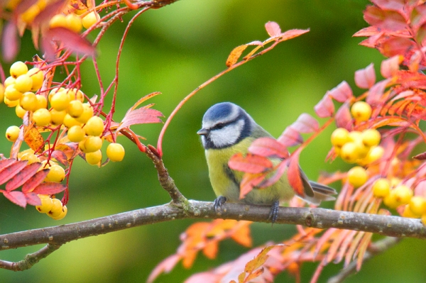 Blue tit on rowan. Nov. '16.