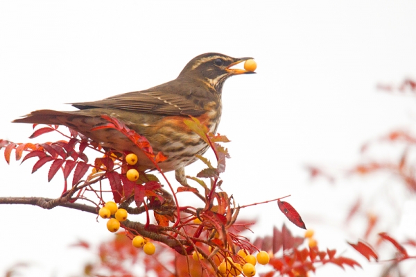 Redwing feeding on rowan. Nov. '16.