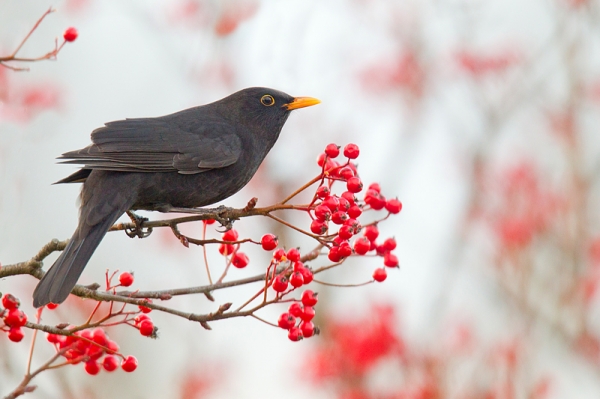 Male Blackbird on rowan 1. Nov. '16.