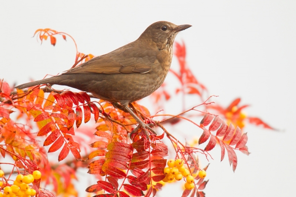 Fem. Blackbird on rowan 2. Nov. '16.