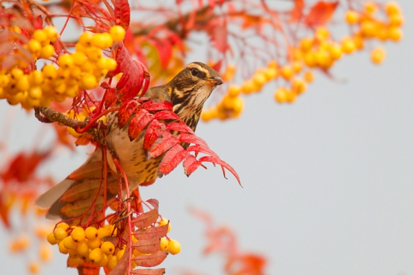 Redwing on rowan. Nov. '16.