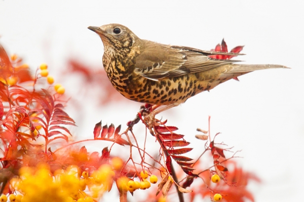 Mistle Thrush on rowan. Nov. '16.