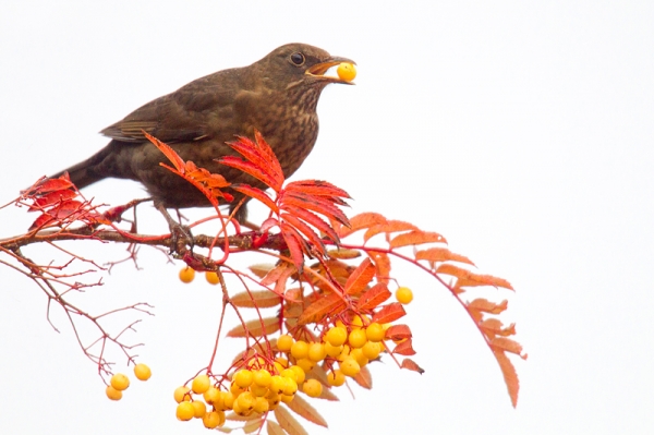 Fem. Blackbird feeding on rowan 3. Nov. '16.