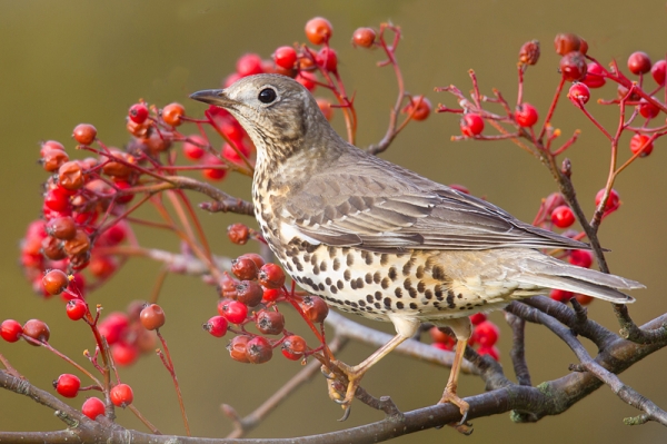 Mistle Thrush amid berries. Nov. '16.