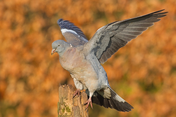 Wood Pigeon balancing on post. Feb '17.