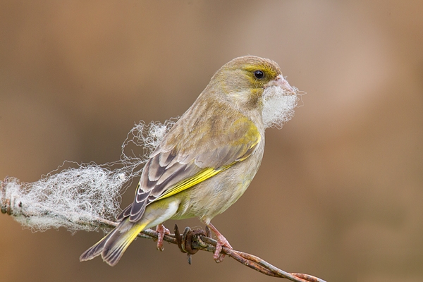 Greenfinch collecting nest material 1. May '17.