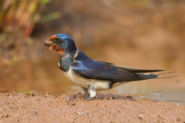Swallow collecting mud. May '17.