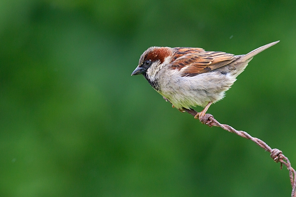 House Sparrow on barbed wire. June '17.