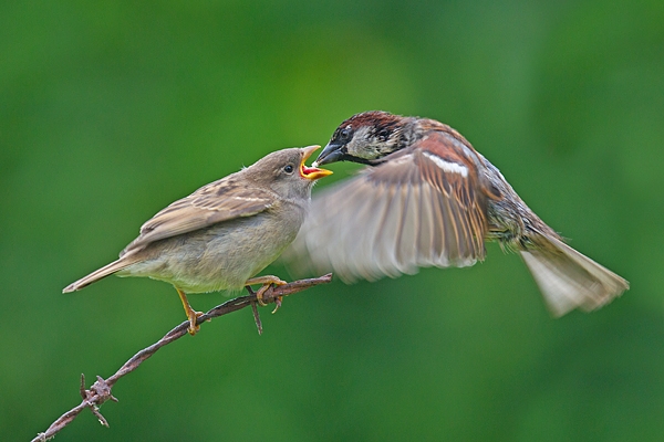 House Sparrow in flight feeds youngster. June '17.