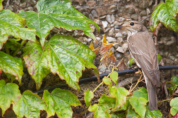 Spotted Flycatcher and hungry chicks. June '17.