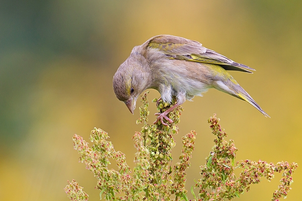 Juvenile Greenfinch feeding on dock. June '17.