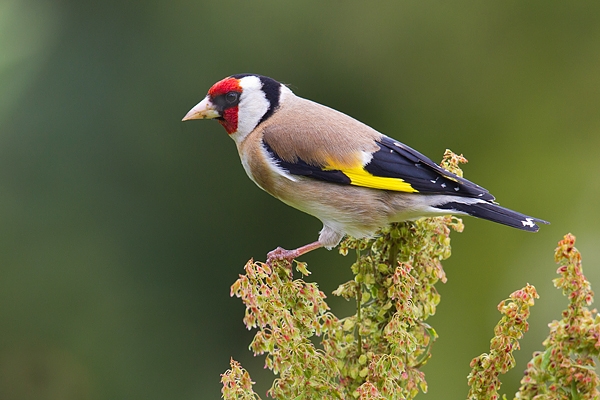 Goldfinch on flowering dock. June '17.