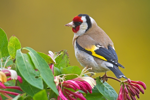 Goldfinch on honeysuckle. June '17.