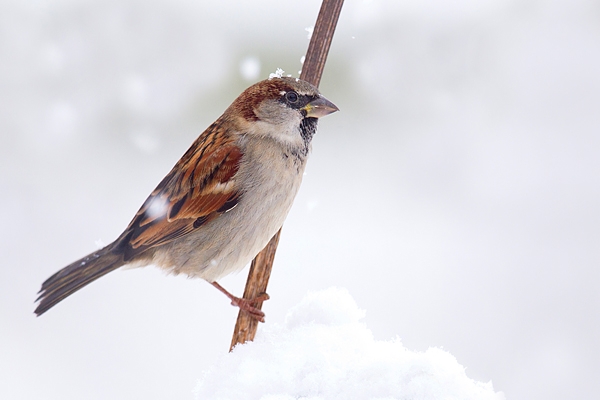 Male House Sparrow on snowy stem Dec '17.