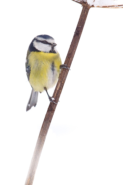 Blue tit on snowy stem 2. Dec '17.