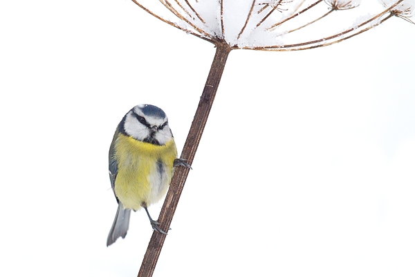 Blue tit on snowy stem 1. Dec '17.