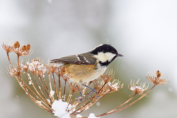 Coal tit on snowy seedheads. Dec '17.