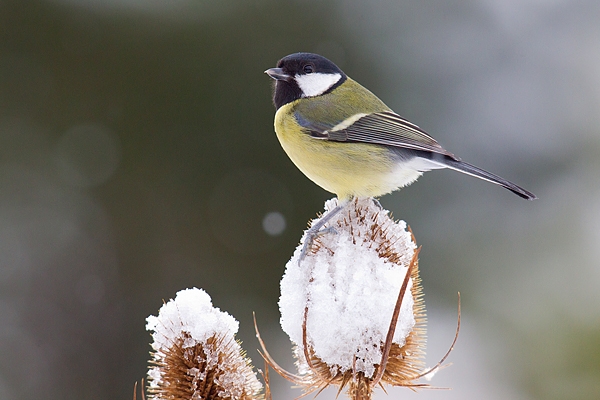 Great tit on snowy teasel. Dec '17.