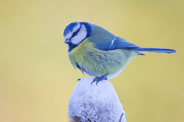 Blue tit on snowy teasel. Jan '18.