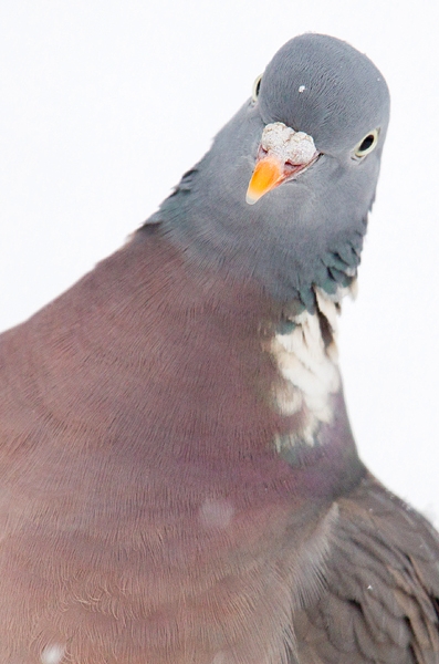 Quirky Wood Pigeon portrait in snow. Jan '18.