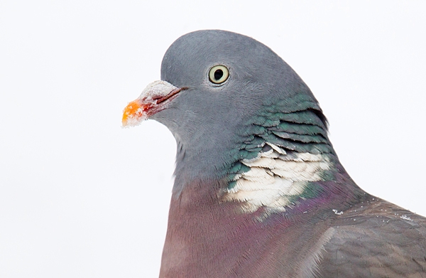 Wood Pigeon portrait in snow h. Jan '18.