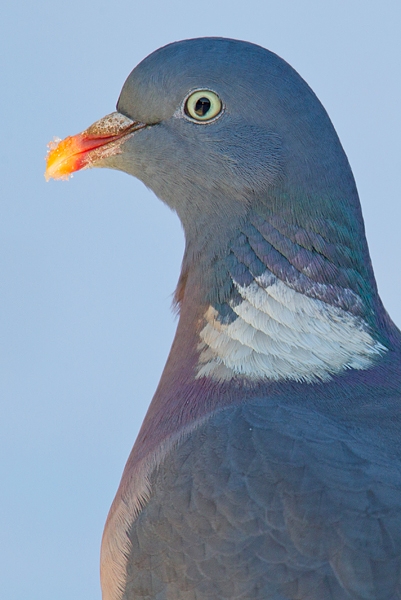 Wood Pigeon in snow portrait v. Jan '18.