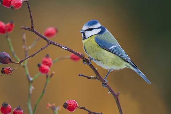 Blue tit on rosehips. Jan '18.