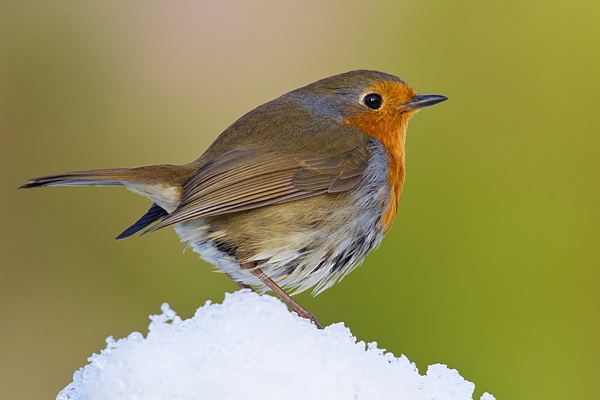Robin on snow. Jan '18.
