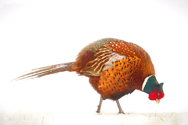 Cock Pheasant feeding in snow,painterly. Mar '18.