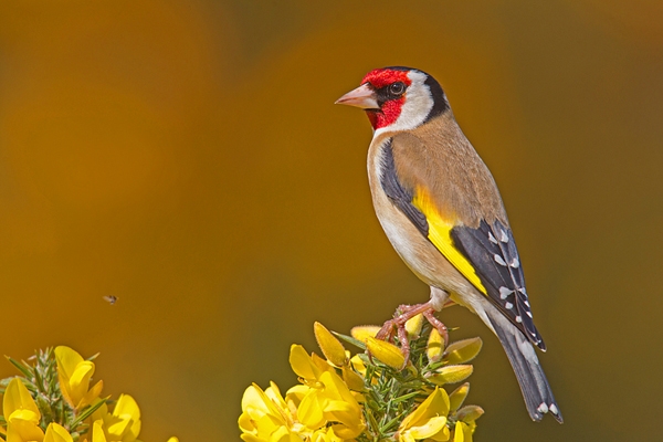 Goldfinch on gorse. May '18.